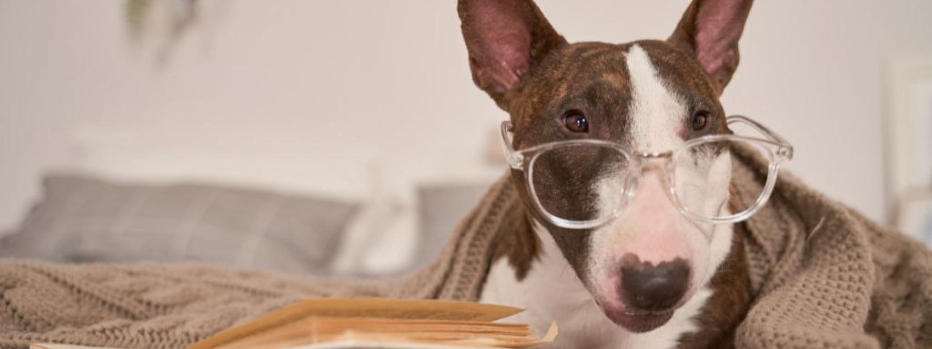 Bull terrier wearing glasses.