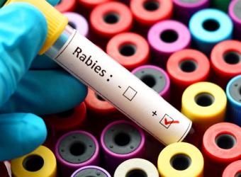 National Rabies Day: What Is It and Why Does It Matter?